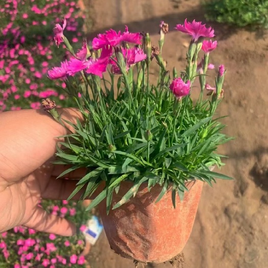 青州市欧石竹 产地直发一手货源 量大质优