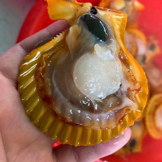 饶平县广东扇贝 黄金贝 粉丝扇贝 鲜活扇贝烧烤食材 贝类