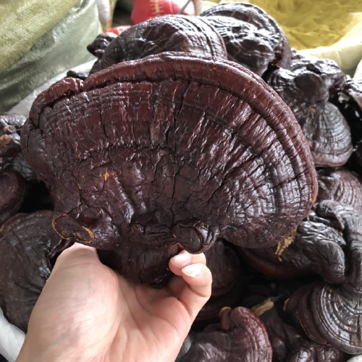 玉林 长白山灵芝 500克紫灵芝正品 半紫芝 大灵芝 林芝