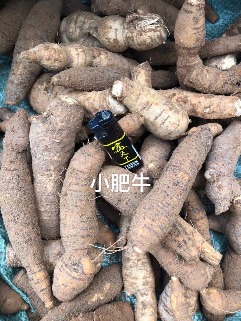 牛大力  长年供应各种各样齐全规格新鲜一手货源产地直销，