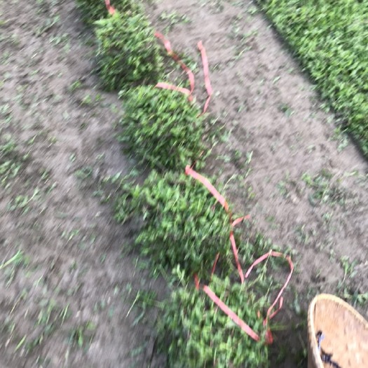 富川县 大叶油草皮