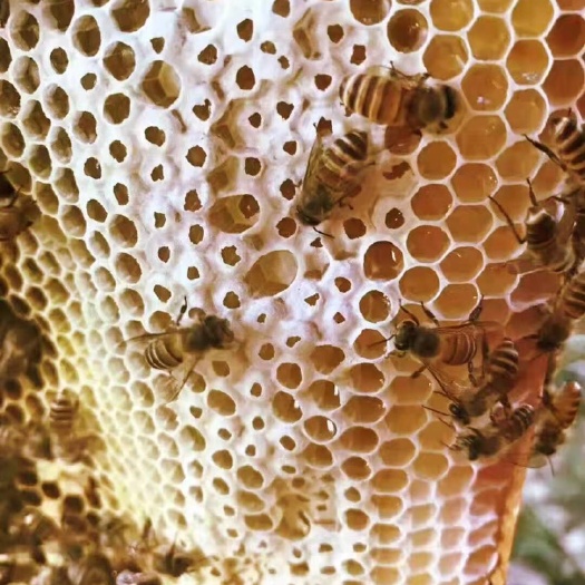 顺昌县野蜂蜜，限量供应