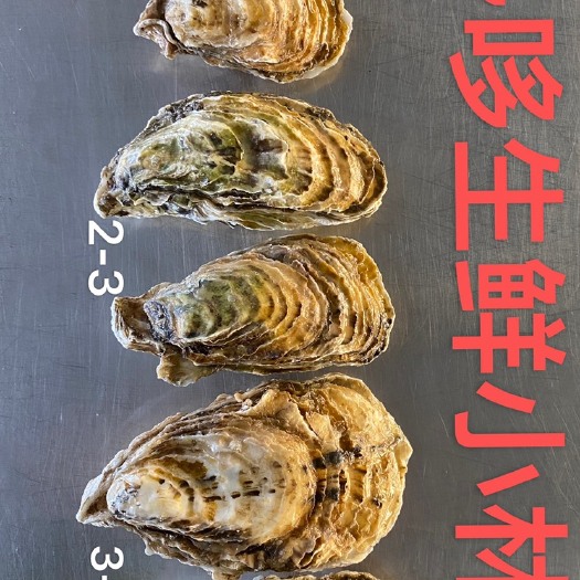 乳山市三倍体生蚝 乳山生蚝三倍体