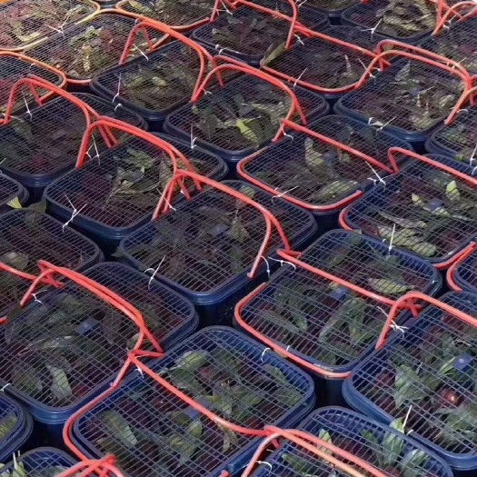  文成高山冬魁杨梅