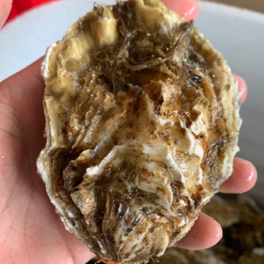 连云港三倍体生蚝  乳山生蚝大量供应