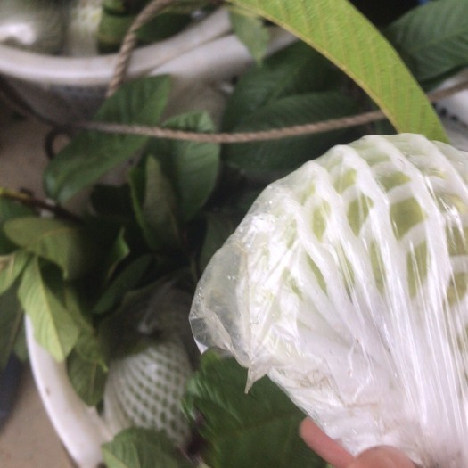 阳春市 珍珠白，番石榴