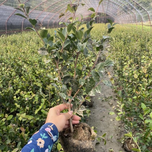 成都基地茶梅，茶梅16杯，茶梅种植户