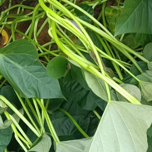 遂溪县红薯种 红薯苗