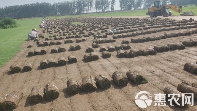 百慕大草坪马尼拉草皮矮生天堂草