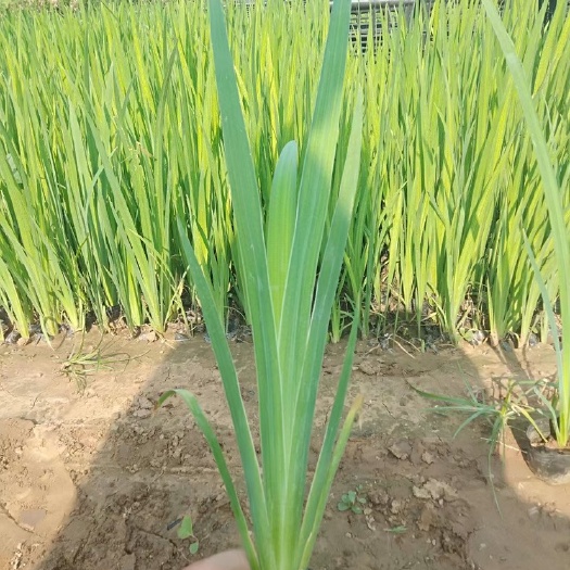 青州市水生鸢尾 紫花鸢尾 鸢尾杯苗50万盆大量上市 基地直销 批发