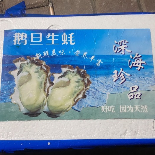 诏安县三倍体生蚝  福建蚝
