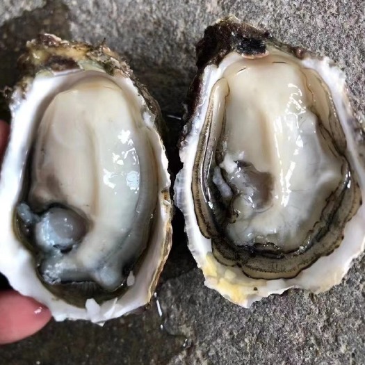 饶平县长牡蛎 广东生蚝鲜活100斤1箱超大即食海蛎子水产牡蛎生蚝新
