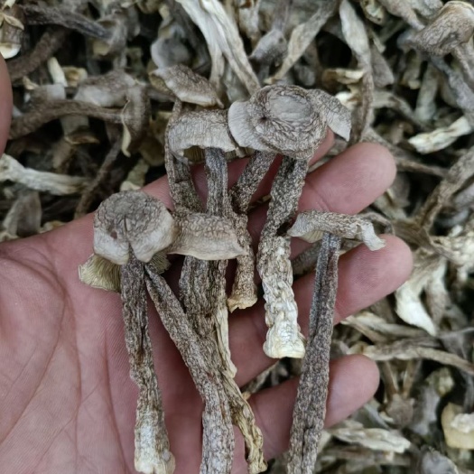 古田县精品新货鹿茸菇干货各种品质货好价优性价比高