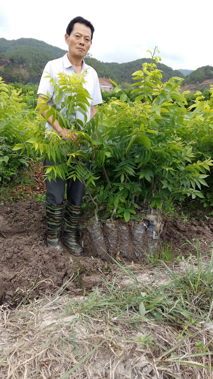 美国山核桃袋装嫁接苗，碧根果苗，美国山核桃苗，薄壳山核桃苗