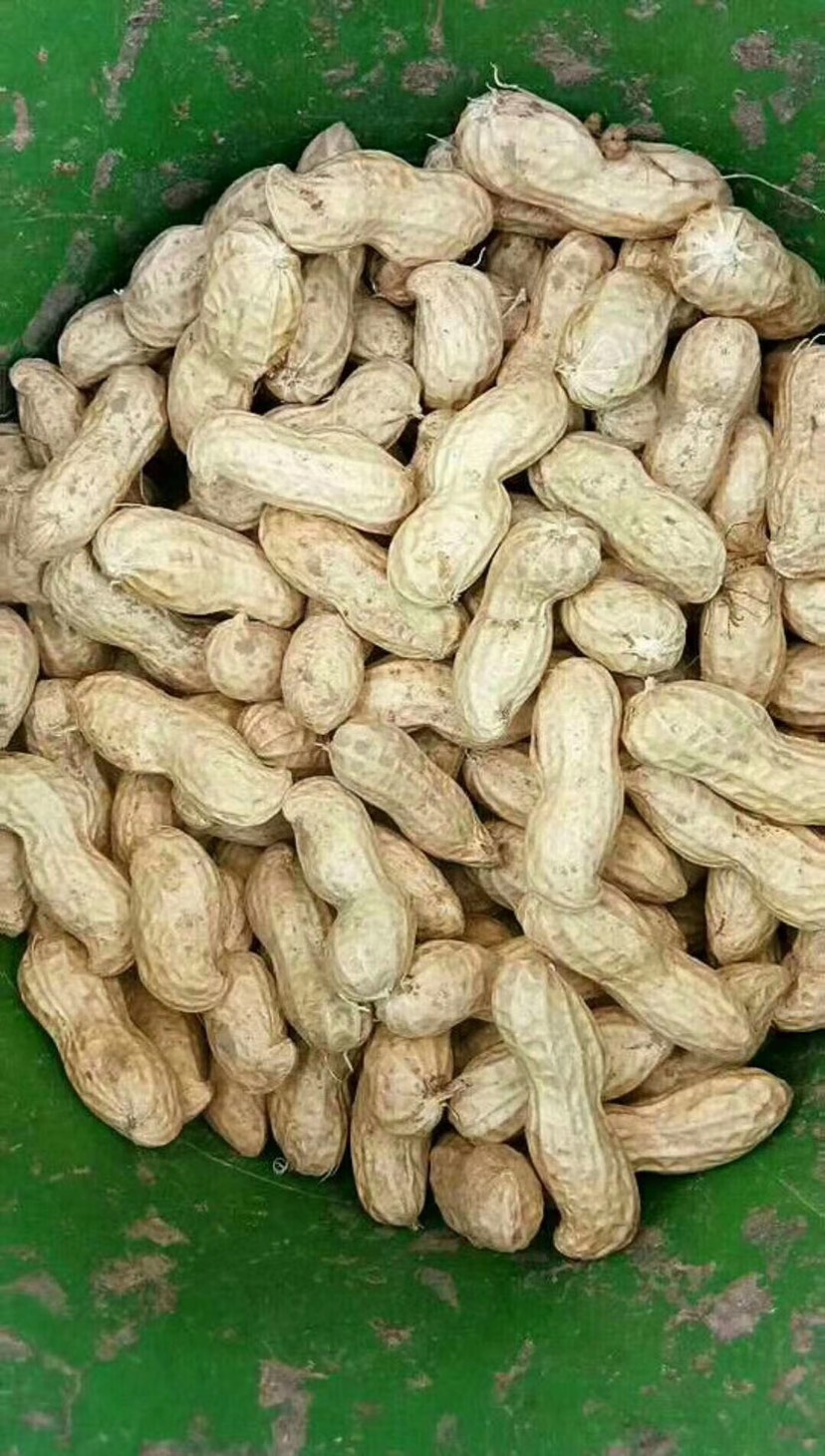 白沙系列  大果花生，大白沙。