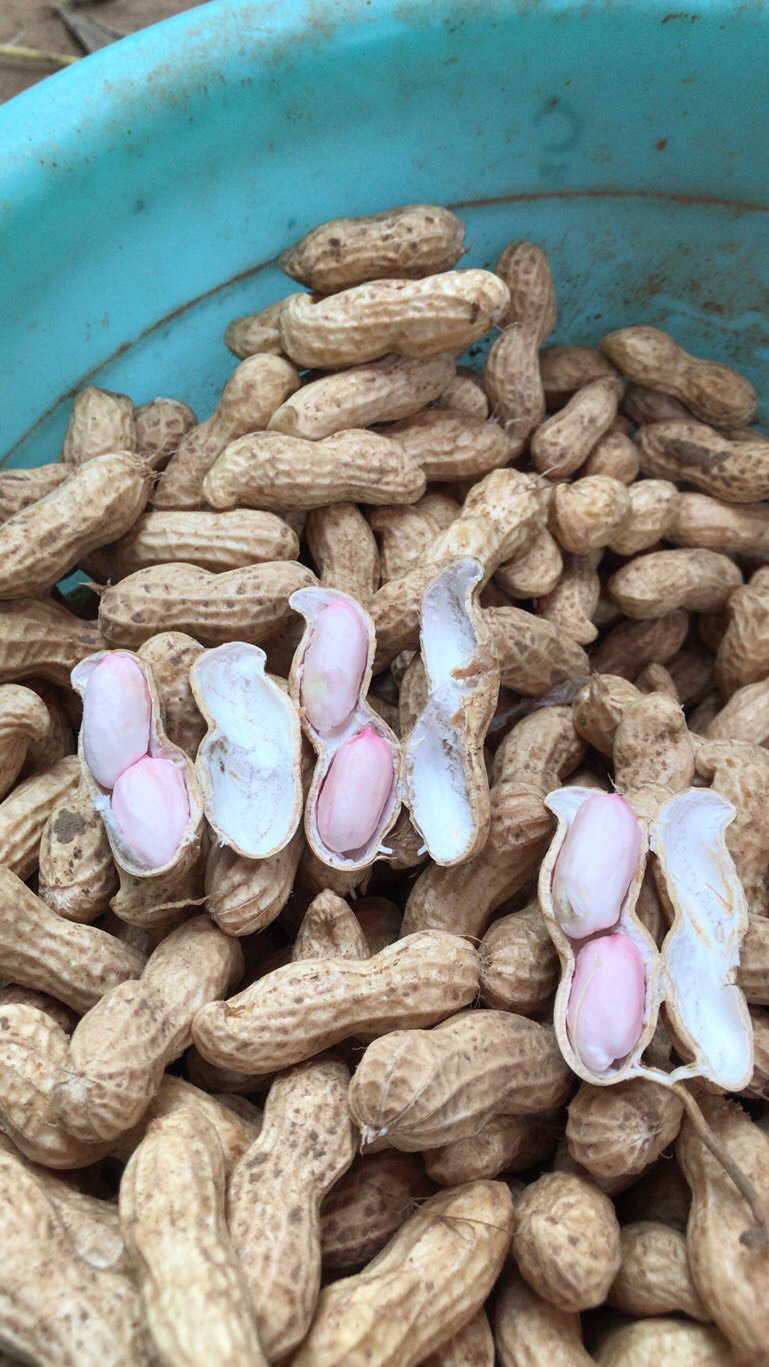 白沙系列  大果花生，大白沙。
