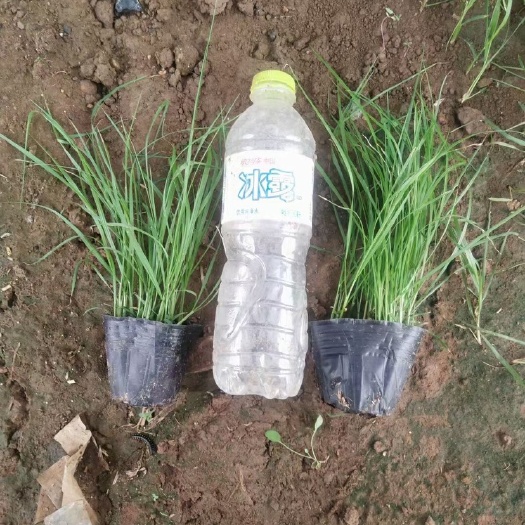 青州市狼尾草  紫穗狼尾草200万株大量上市 基地直销