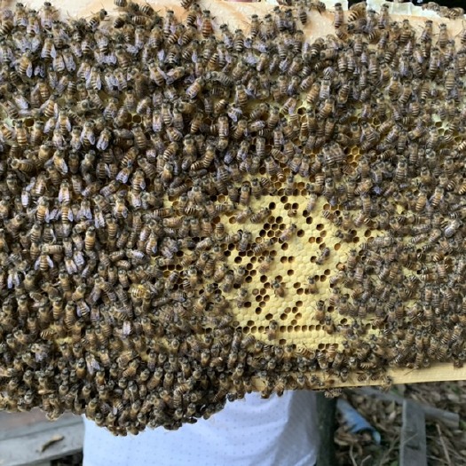 遂宁中华蜜蜂  中蜂蜜蜂出售，仔脾好，蜂群棒，大量批发欢迎采购