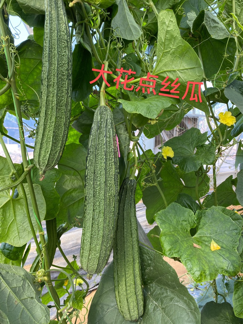 广州广东花点棱丝瓜苗，出口黑皮长丝瓜现苗，花点美观，脆甜爽口