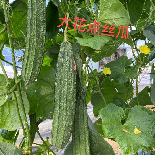 广州广东花点棱丝瓜苗，出口黑皮长丝瓜现苗，花点美观，脆甜爽口