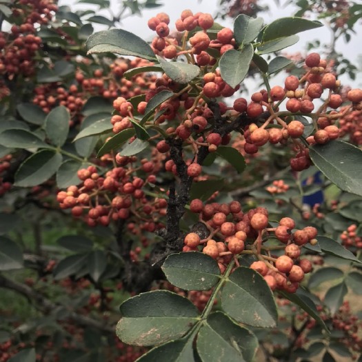 绛县无刺花椒苗