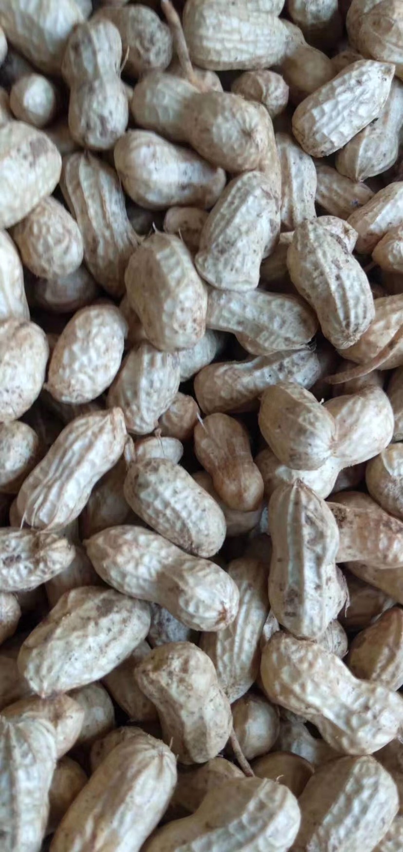 白沙系列  大果花生，大白沙。