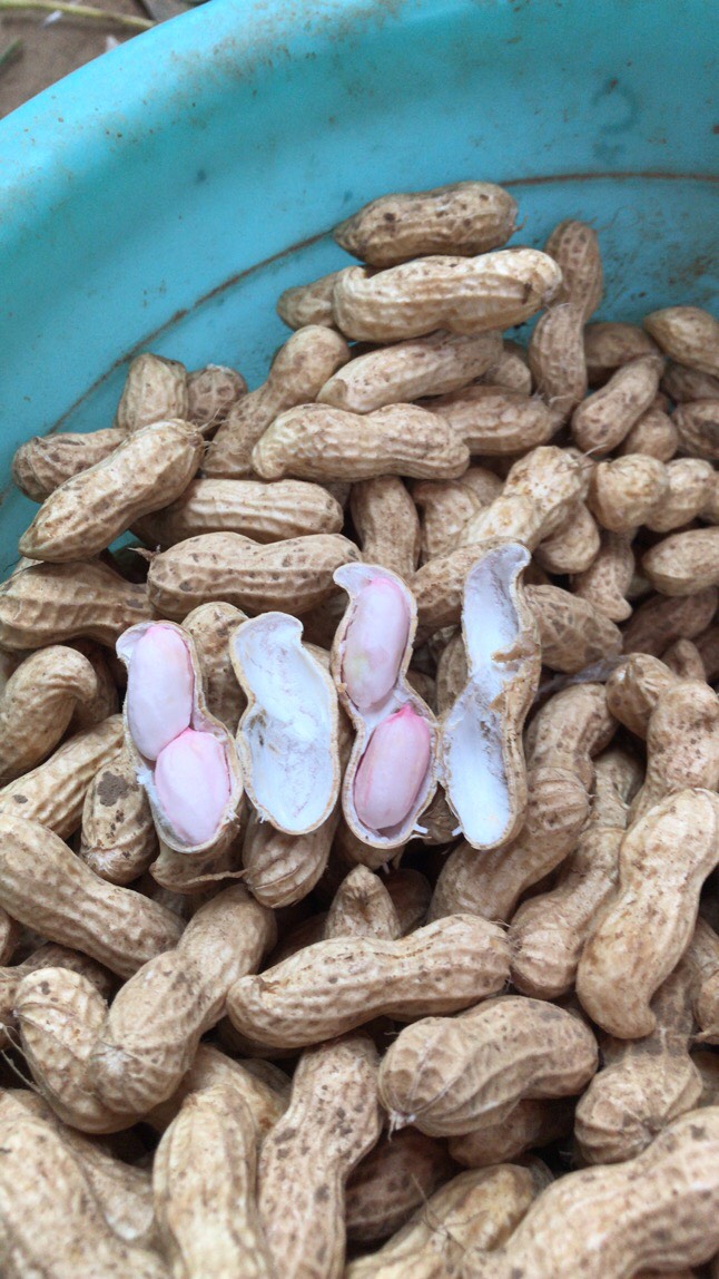 白沙系列  大果花生，大白沙。