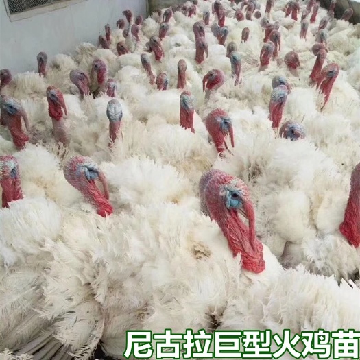 南宁尼古拉700系列巨型火鸡苗