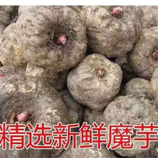 威宁县白魔芋  魔芋，好东西