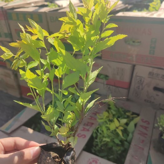 青州市金山绣线菊批发基地 200万大量上市  产地直销