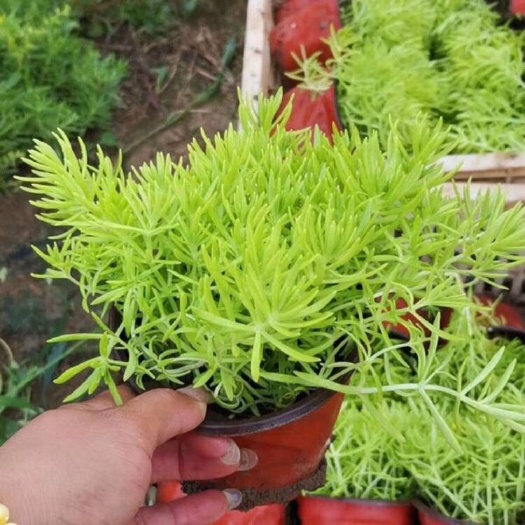 青州市佛甲草 金叶佛甲草 绿叶佛甲草 穴盘苗 基地批发 大量供应