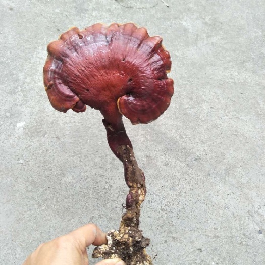 独山县 赤灵芝