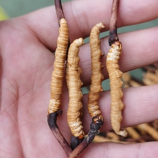格尔木市冬虫夏草  新鲜虫草 鲜草 高海拔