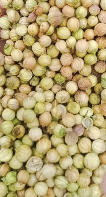 玉门市大颗粒，香菜籽，颜色好，绿黄色