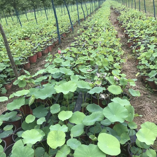阜南县荷花盆栽  荷花 盆栽荷花 工程 绿化 养护 河道 清淤