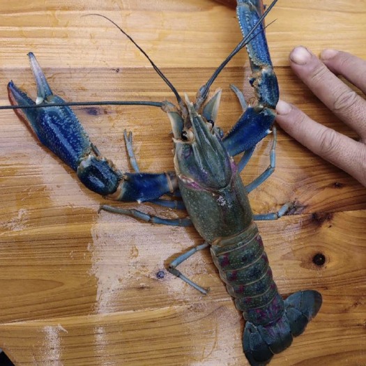 澳洲龙虾  澳洲淡水龙虾