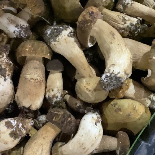 景东县美味牛肝菌  美味牛肝