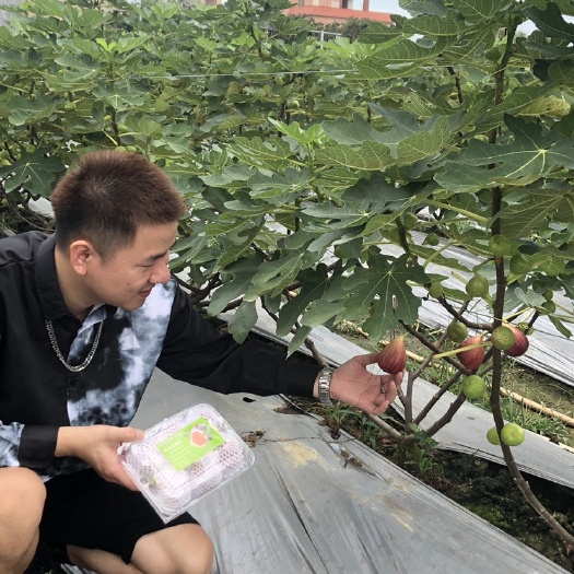 广州广东省从化帝田本地无花果。个头大。甜而不腻。糯而香甜。