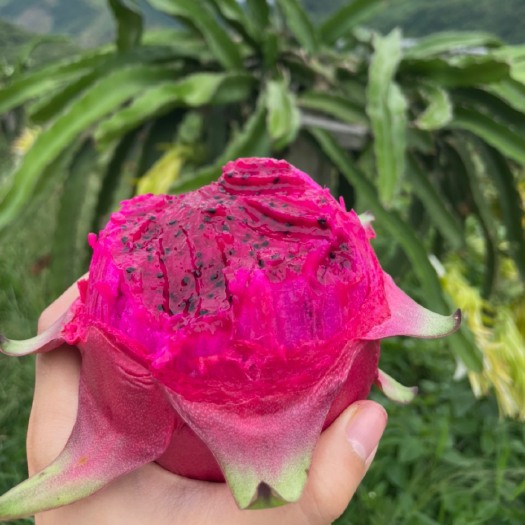 罗甸县金都一号火龙果  贵州红心火龙果一件代发