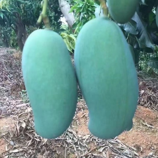 桂七芒 头花桂七个头大，送礼佳品 4-5两