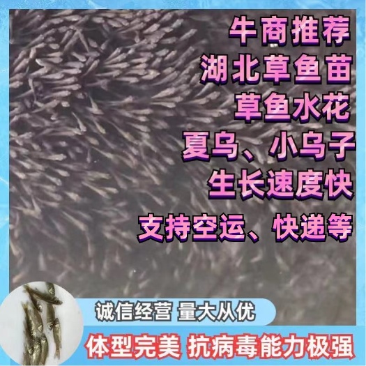 草鱼苗  优质各种鱼苗夏花、小乌、经过大水的洗礼、质量杠杠的！