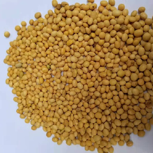 黄大豆 贝宁现货3个柜65吨