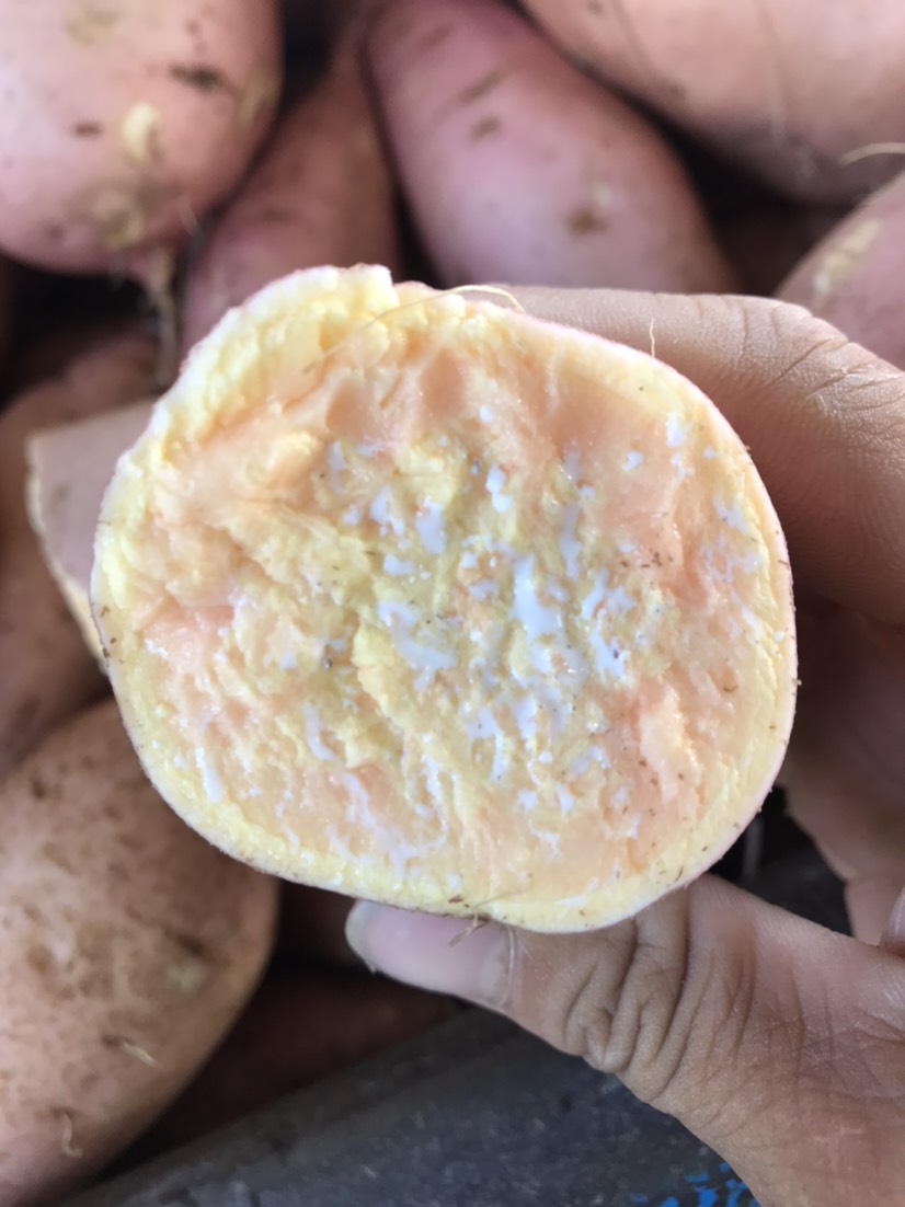 黄心红薯  龙九红薯