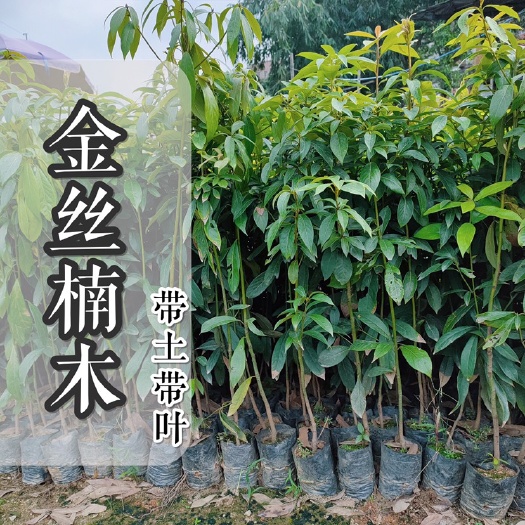 广州金丝楠木树苗 小叶桢楠闽楠 正宗楠木苗常绿乔木 广州基地发货