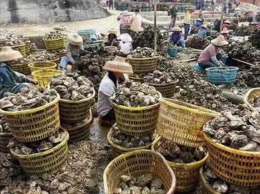 诏安县三倍体生蚝 新鲜现捞生蚝鲜活一箱特大即食新鲜海鲜水产。现货秒发，12小时
