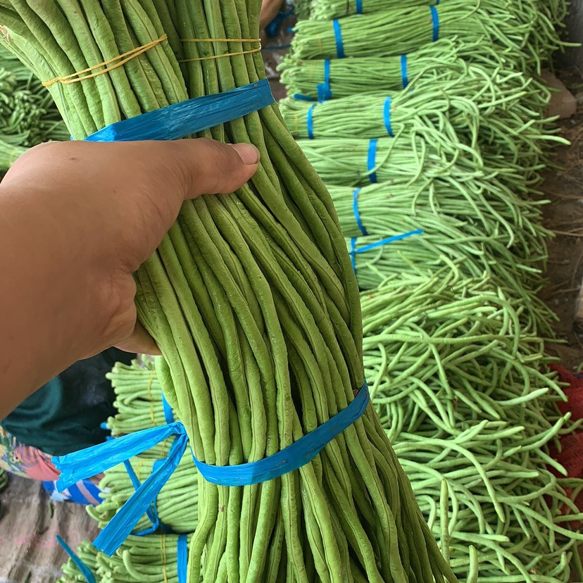  长豆角，70公分，直产地，价格美丽，有需要的老板可以联系我啦