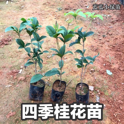 广州桂花 四季桂花树小苗 嫁接苗当年开花 广州基地直供大量批发