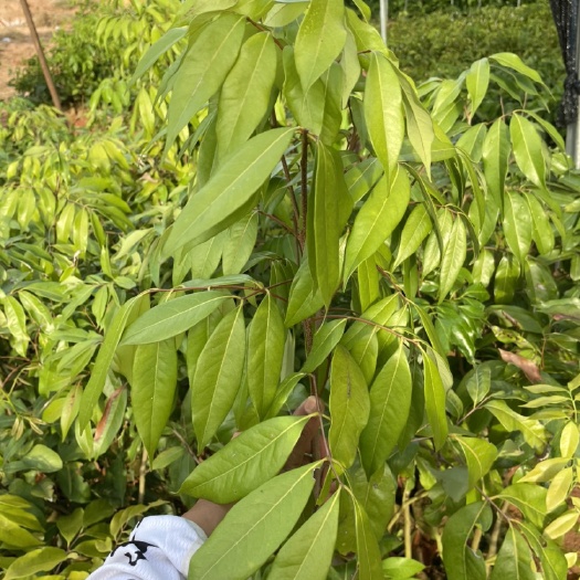 浦北县妃子笑荔枝苗 广西  妃子笑荔枝果苗  2-3公分   全国包邮感兴趣的