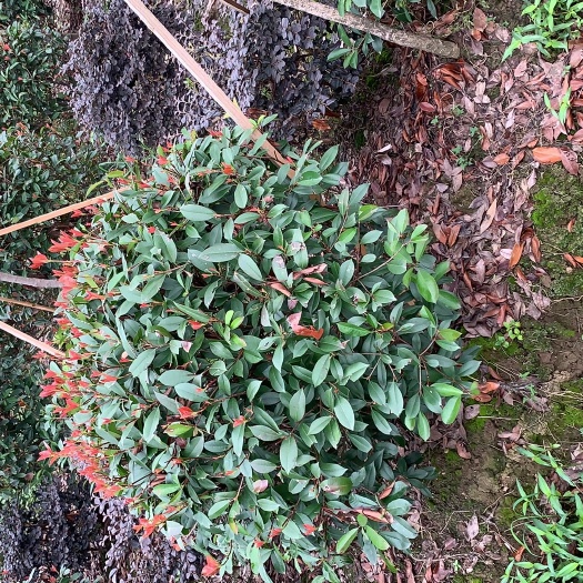 孝感鲁宾斯  精品石楠球，大量供应，精品红叶石楠球，1米到1.8