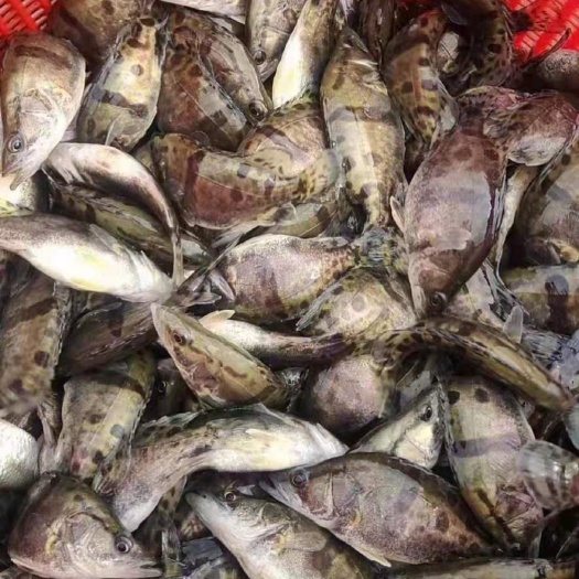 建湖县 桂鱼苗